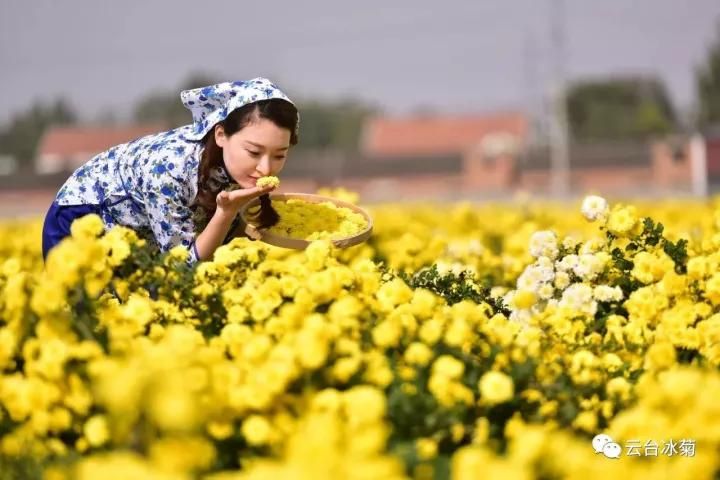 云臺冰菊基地發(fā)生了什么？一批批領導專家團隊前來！