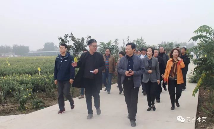 云臺冰菊基地發(fā)生了什么？一批批領(lǐng)導(dǎo)專家團(tuán)隊前來！